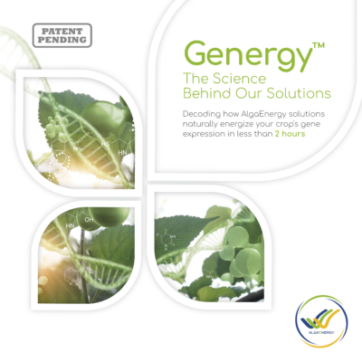 Genergy™: The science behind AlgaEnergy solutions
